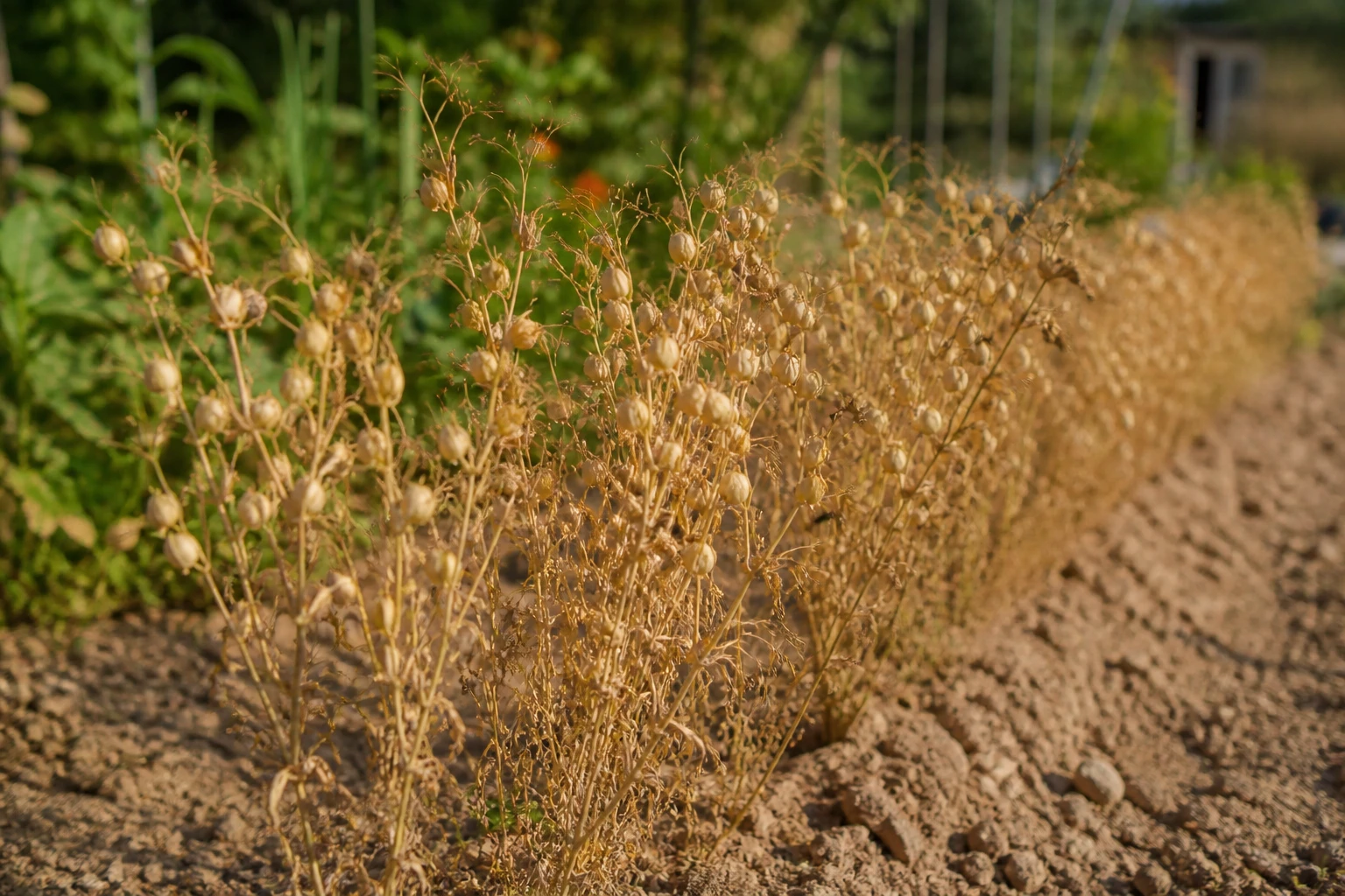 Rang de plants de lentilles avec gousses sèches jaune-beige prêtes à récolter au potager