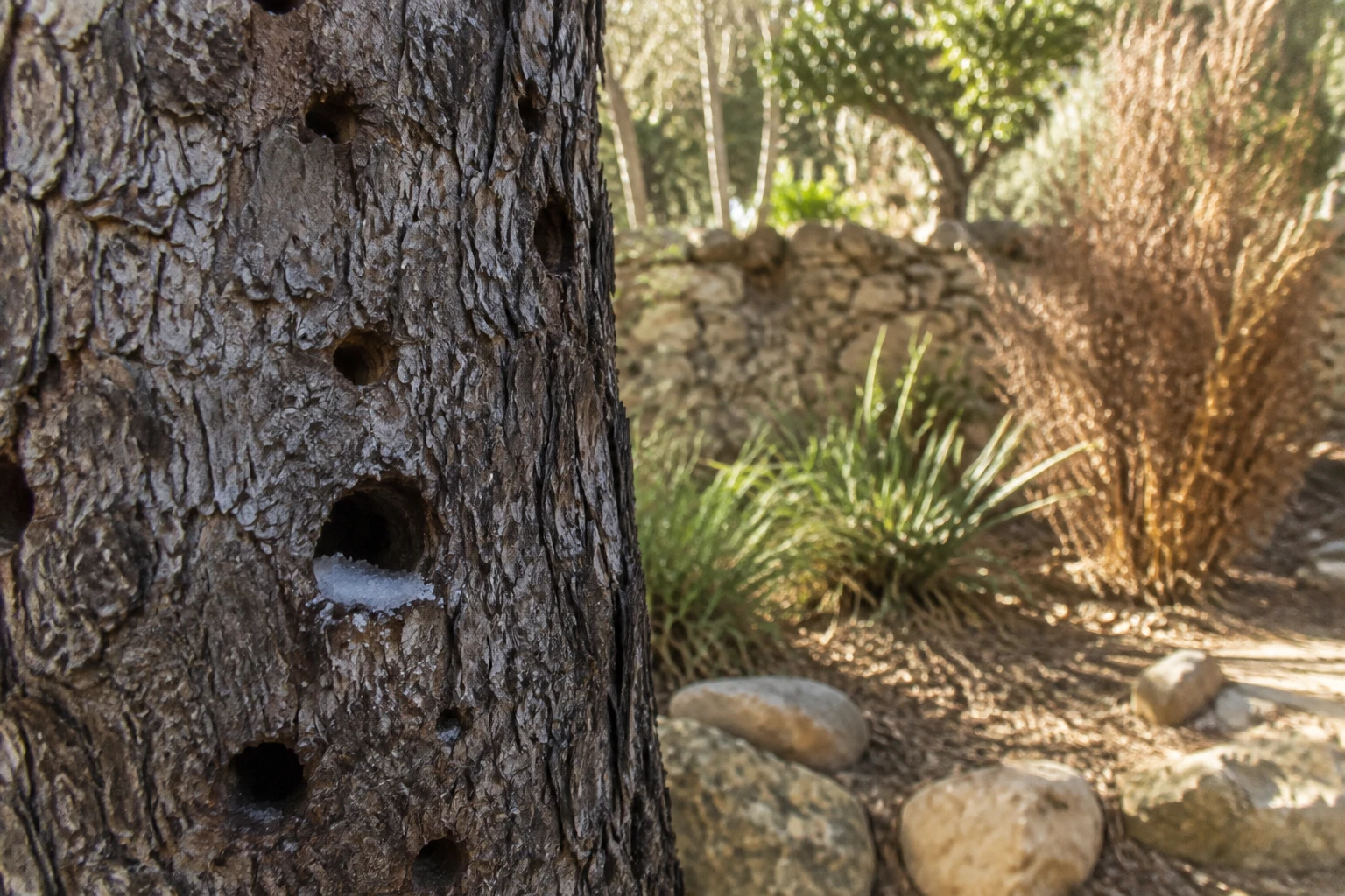 Trous percés dans un tronc d'arbre avec gros sel pour dévitalisation naturelle
