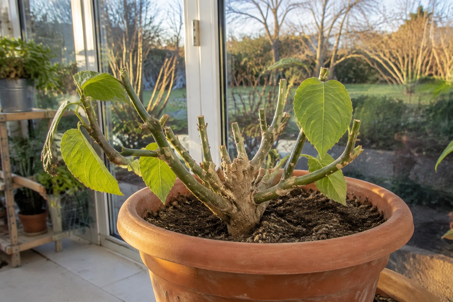 Pied d'aubergine taillé et rempoté en pot pour hivernage dans une véranda lumineuse