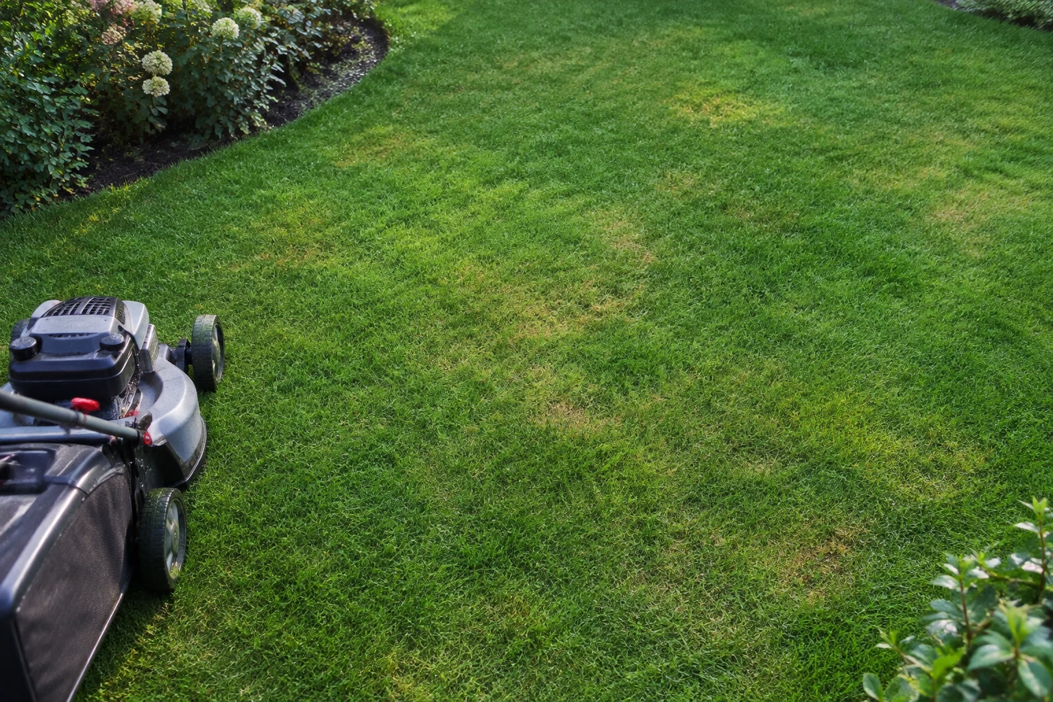 Pelouse de gazon anglais avec zones jaunies en été et tondeuse au bord du jardin